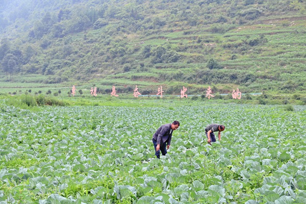 纳雍县猪场乡硐口村源茂农民专业合作社负责人在察看莲花白长势。