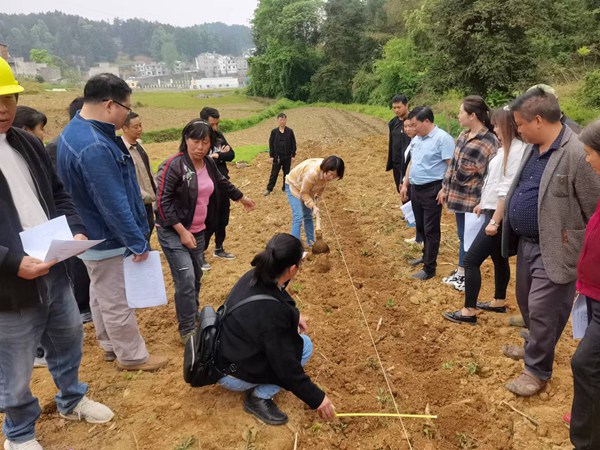 金沙县乡技术人员开展大豆玉米带状复合种植技术田间培训。