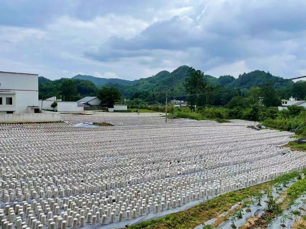 龙潭村木耳种植基地。