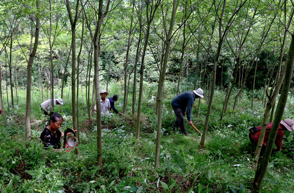 村民在给黄柏树除草。