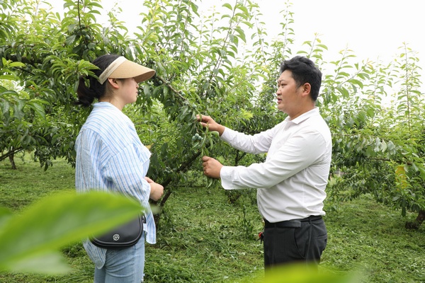 介绍李子管护、长势情况。