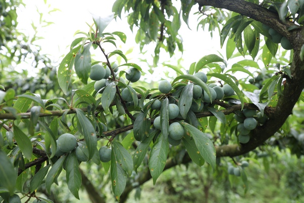 七星关区龙场营镇种植的脆红李。