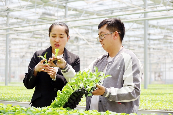 陈睿在江楠蔬菜培育中心查看蔬菜育苗情况。