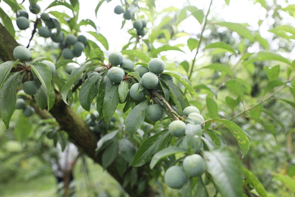 七星关区龙场营镇种植的脆红李。