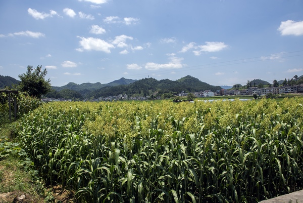 连片高粱基地。杨晓刚摄