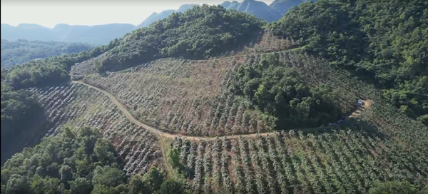 金沙县桂花乡滥坝村猕猴桃党支部领办合作社的猕猴桃基地。