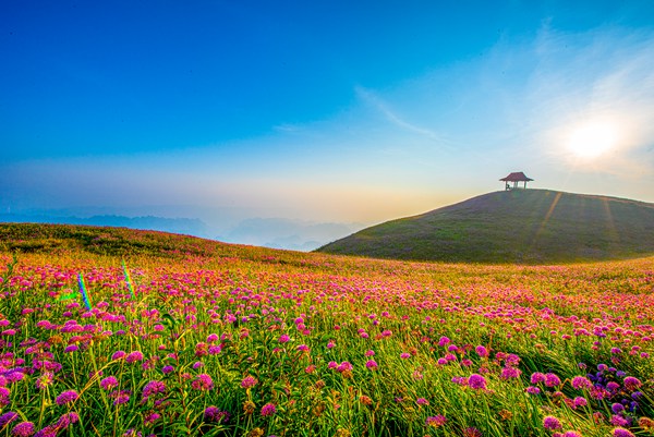 大韭菜坪盛开时节的野生韭菜花。李学友摄