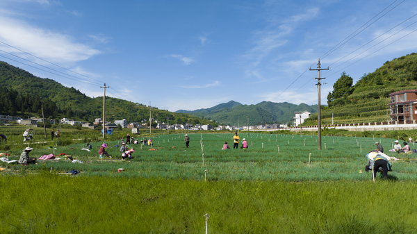 七星关区层台镇香葱采收。文杰摄