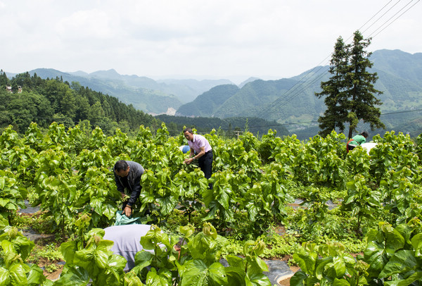 村民采摘桑叶养蚕。李学友摄