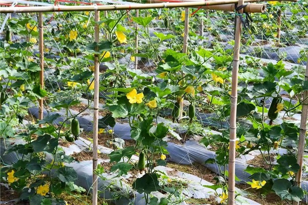 以那镇沙田坝区的500亩毛节瓜种植基地。