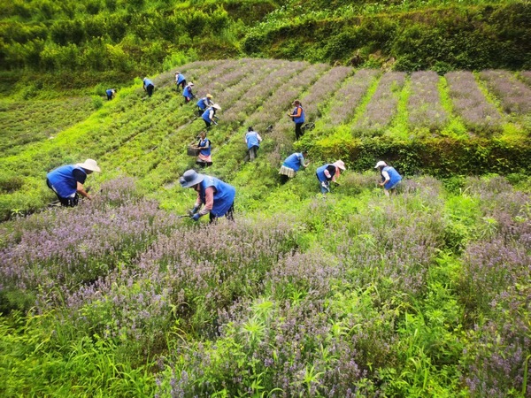 纳雍李子村芳香产业基地就业。