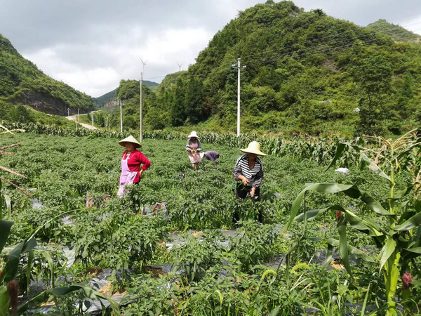 白云村群众在采摘辣椒。