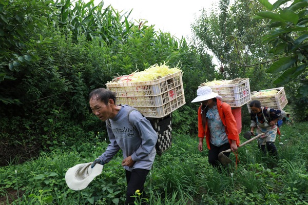 群众正在背韭黄（王春府 摄）.JPG