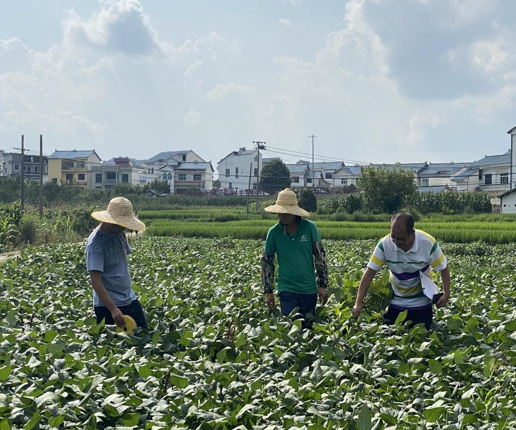 9.农技人员开展大豆田间技术指导。