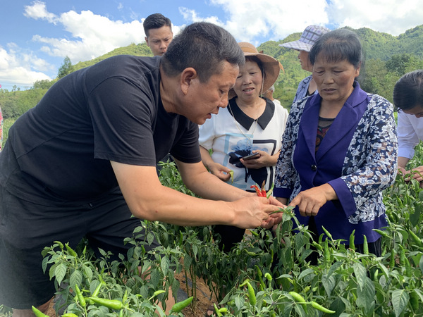 科技特派员正在给辣椒种植户讲解辣椒病虫害防治知识。