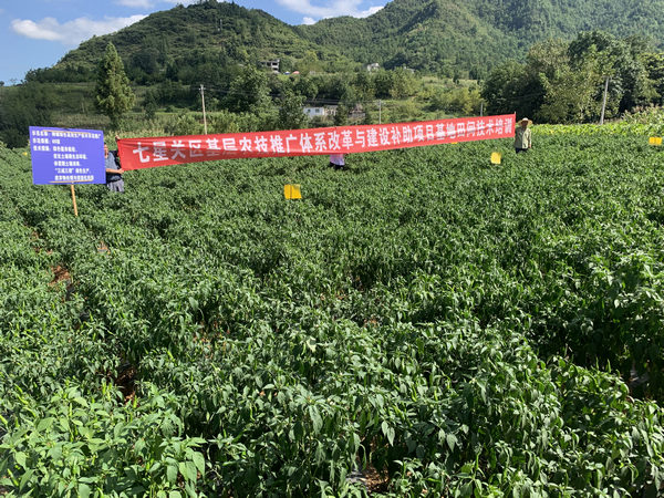 响水乡青山村辣椒基地。