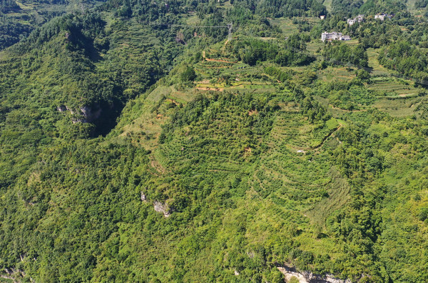 堰塘村高榜桃李种植基地航拍。周训贵摄