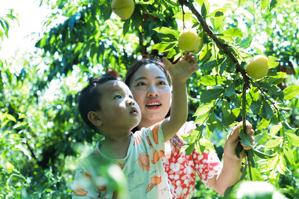 游客在堰塘村高榜桃李种植基地采摘李子。郑永扬摄