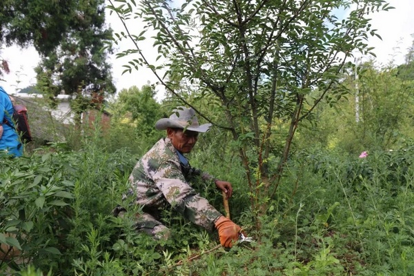 毕节纳雍双椒套种 一地两产皆丰收。