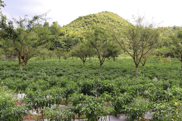 皂角林下辣椒正旺盛。