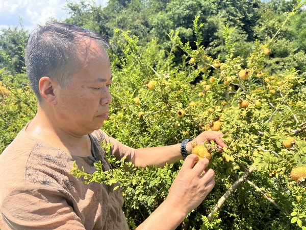 李平查看刺梨品质。