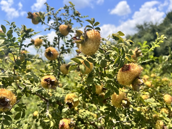 一颗颗金灿灿的刺梨挂满枝头。