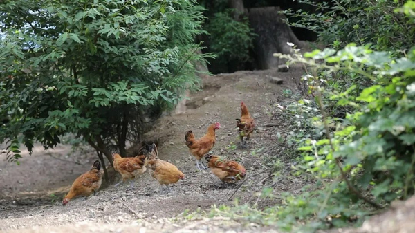 滚山鸡养殖场。