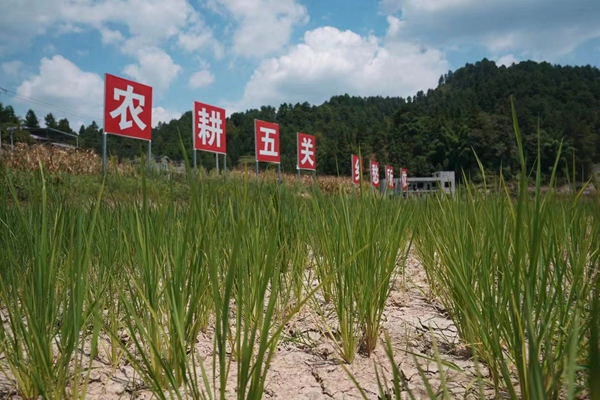 五龙街道干旱的水稻。