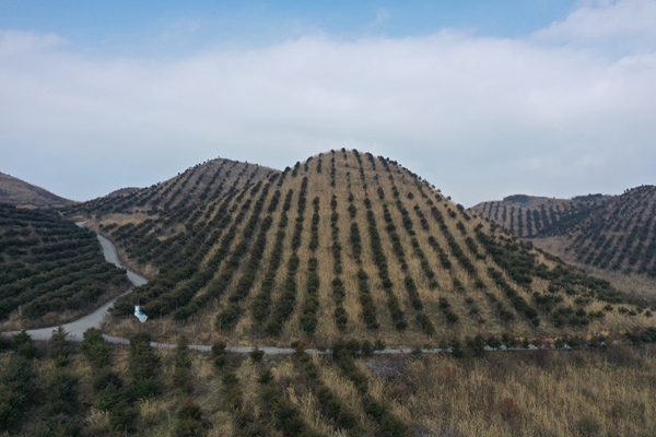 矿山复绿变中药材基地（金沙县大田乡8000多木本中药材基地）