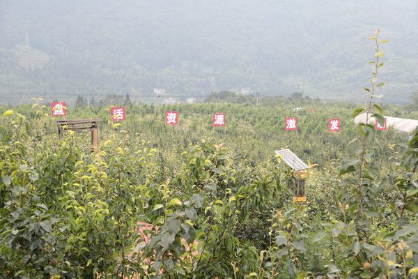 柳塘镇金新村梨子基地。