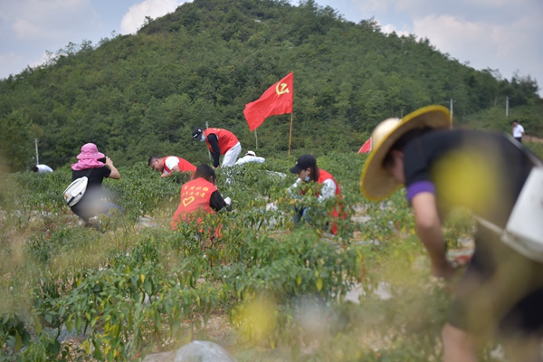 9月8日，百里杜鹃管理区党群同心，采摘8000斤鲜椒，援助贵阳抗疫。..（赵华海摄）