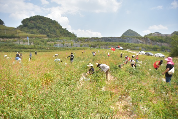 9月8日，百里杜鹃管理区党群同心，采摘8000斤鲜椒，援助贵阳抗疫。（赵华海摄）..