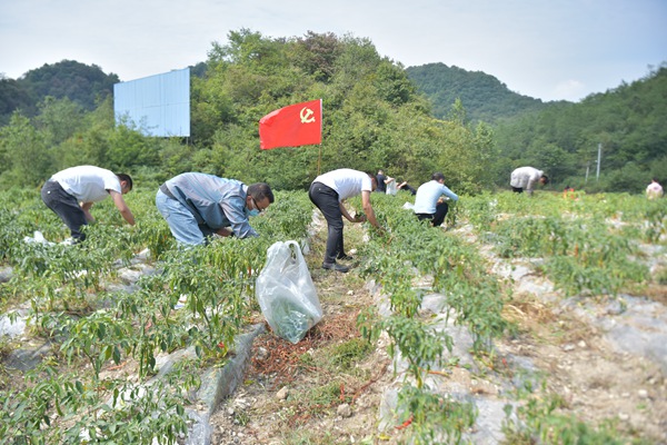 9月8日，百里杜鹃管理区党群同心，采摘8000斤鲜椒，援助贵阳抗疫。（赵华海摄）