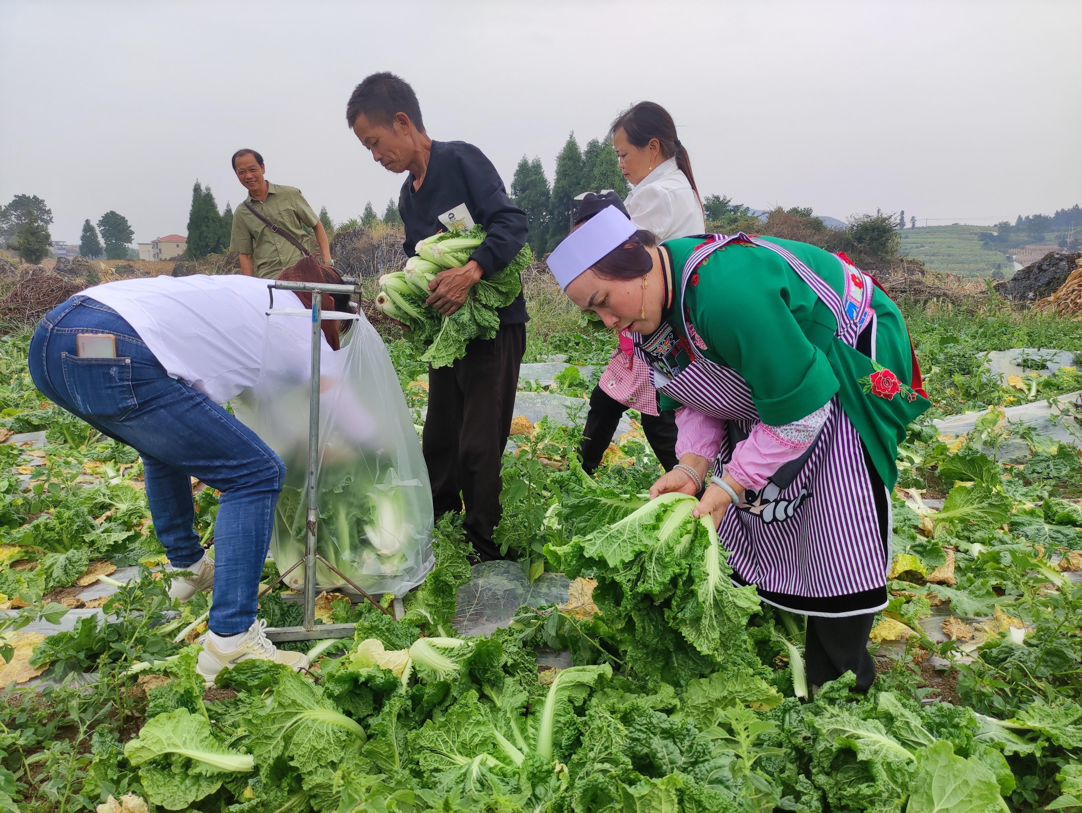 正在采收蔬菜。