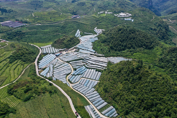 林口葡萄基地大景。