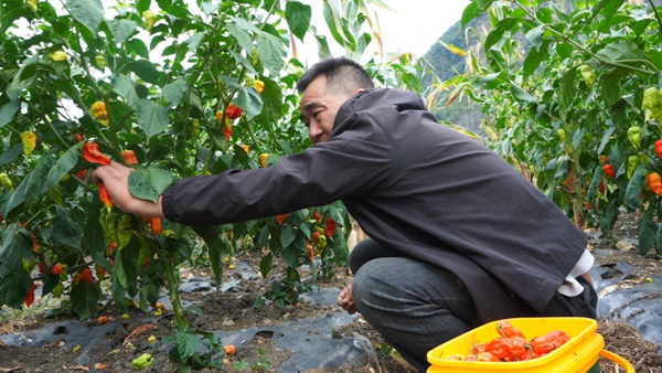 种植大户夏绪林正在采摘辣椒。