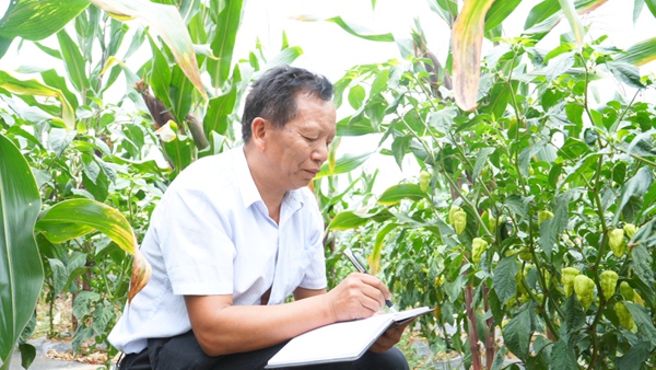 王榜列在辣椒种植示范基地里记录辣椒长势。