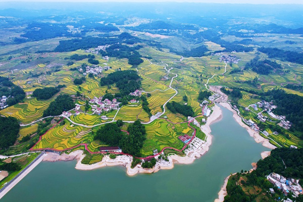 惠水金色梯田。