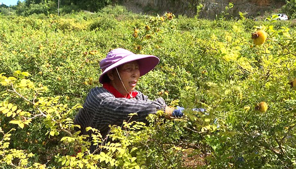 工人采摘刺梨1（李盛摄）