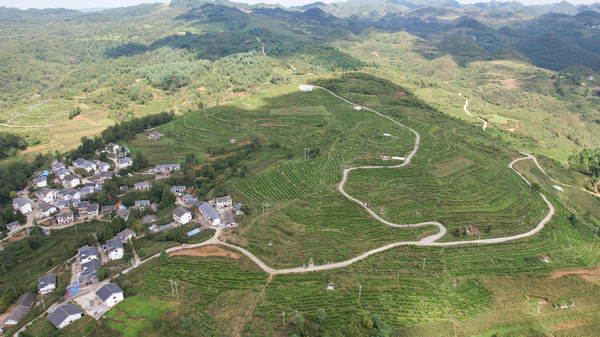 龙凤村刺梨基地航拍。