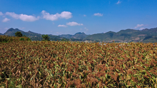 对坡镇对坡社区高粱基地。