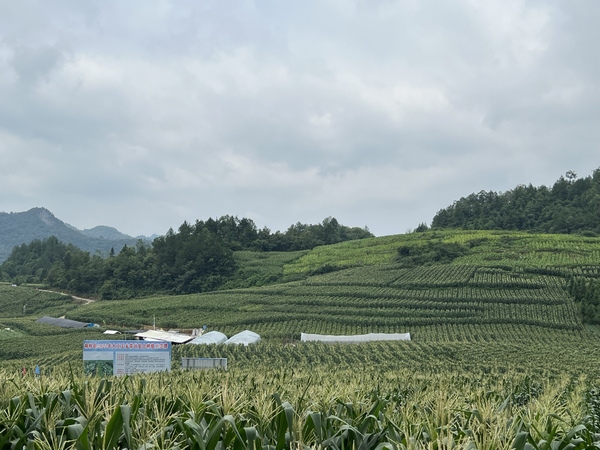 2.桐梓县茅石镇团结村大豆玉米种植示范基地。彭光杰摄