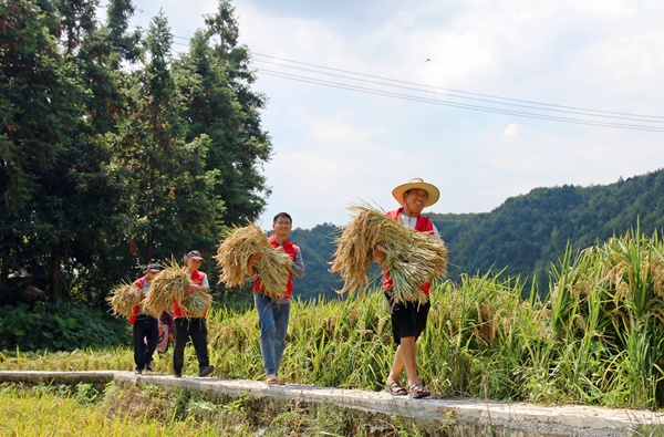 纳雍县昆寨乡新民村，志愿者在给村民搬运稻谷。