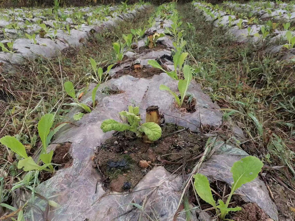 已移栽好的速生蔬菜。