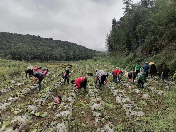 农户正在移栽速生蔬菜。