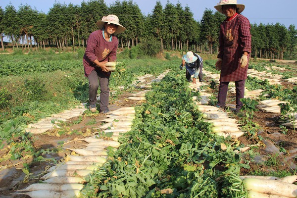 图为威宁自治县双龙镇村民正在采收白萝卜(罗喜贵 摄)