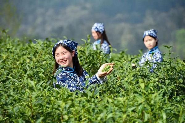 群众在采摘茶叶。