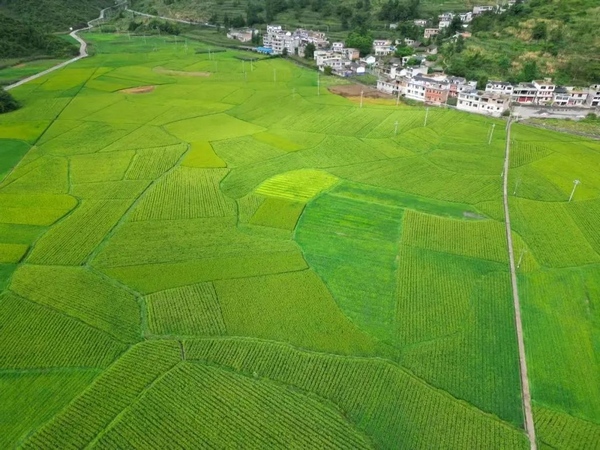 阿弓稻谷坝区。