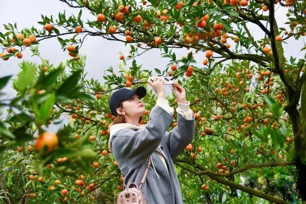 下红岩柑桔基地。陈芳摄