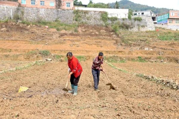 毕节纳雍24000亩小麦迎“霜”入土。